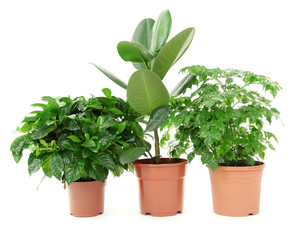 Beautiful flowers in pots isolated on white
