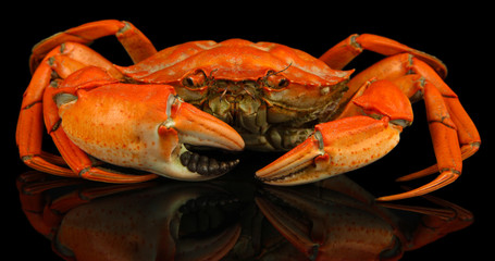 Boiled crab isolated on black © Africa Studio