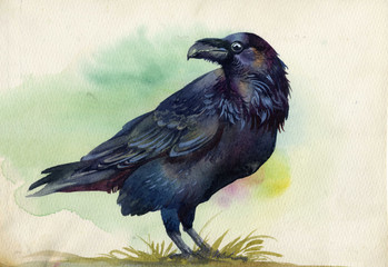 Black raven watercolor painting - 55859272