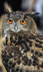 Eagle Owl/An eagle owl 