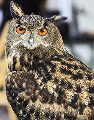 Eagle Owl/An eagle owl 