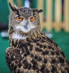 Eagle Owl/An eagle owl 