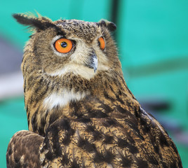 Eagle Owl/An eagle owl 