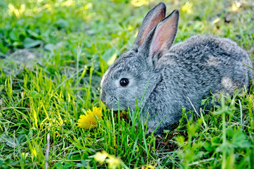 Rabbit gray on the grass with dandelion
