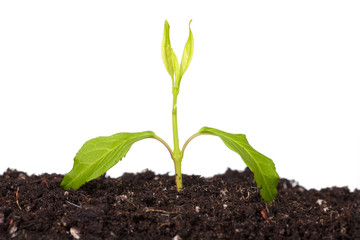 Green plant.