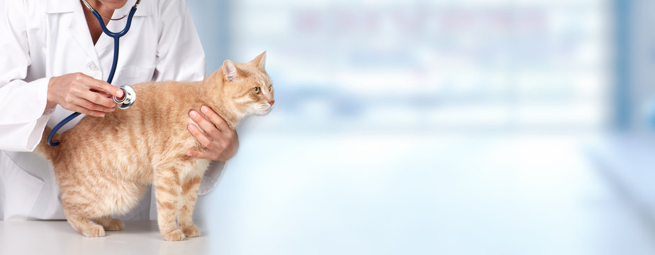 Ginger cat with veterinarian doctor.