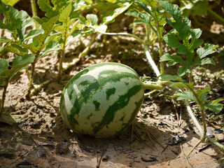 A watermelon inthe garden.