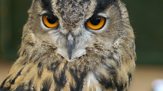 Eagle Owl - Bubo bubo.