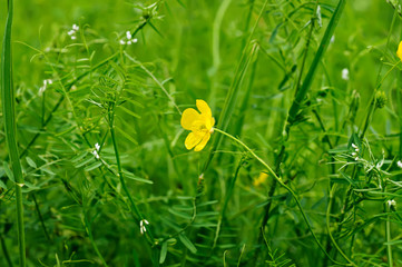 Buttercup flower