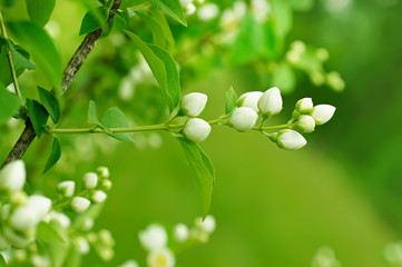 Jasmine flower