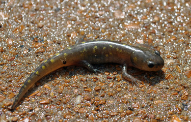Obraz na płótnie Canvas Juvenile spotted salamander in Missouri