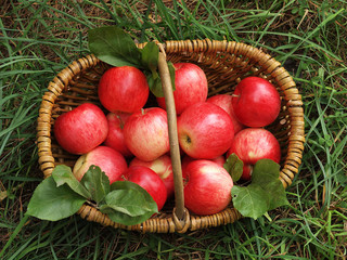 Fresh apples in the basket