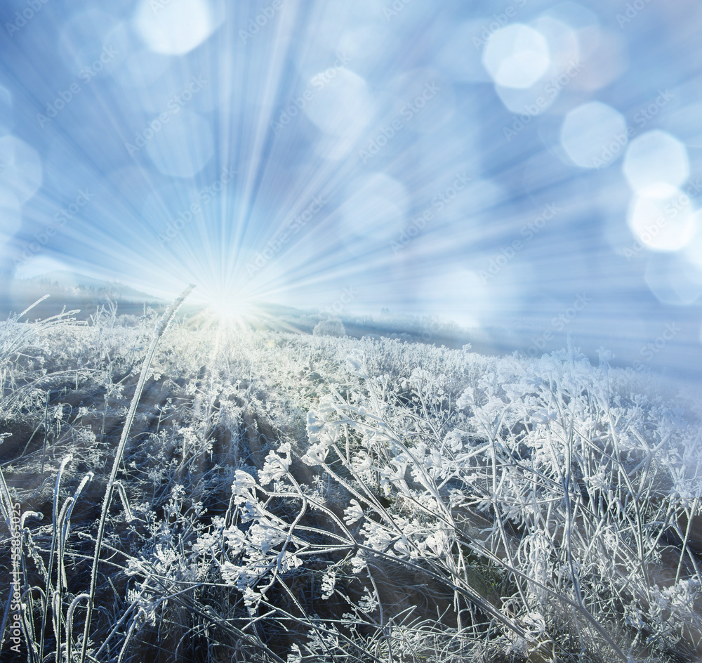 Wall mural winter frozen plant and sunrise