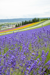Lavender farm in Japan4