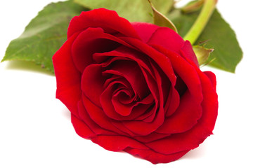 fully opened red rose