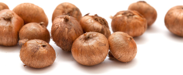 crocus bulb isolated
