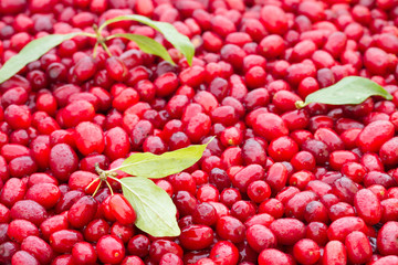 Cornelian cherries wet with leaves