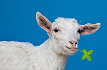 Fototapeta premium young white goat - portrait on blue background