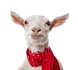 funny goat © Vera Kuttelvaserova