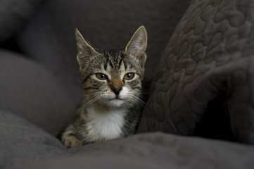 chat © wojciech nowak