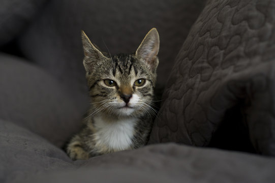 chat