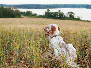 Irish setter on field