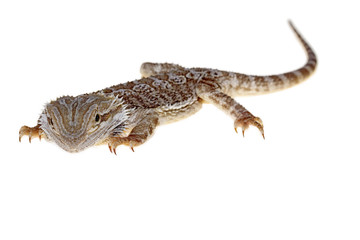 Naklejka premium bearded dragon