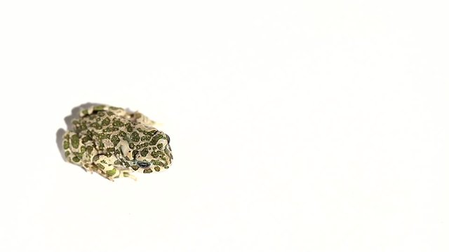 Frog on white background