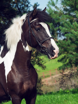 portrait of the beautiful paint draft horse