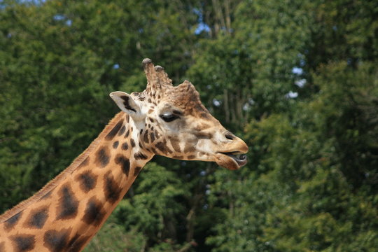 Giraffe, Girafe