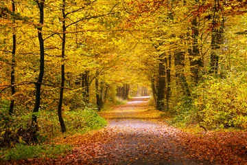 Foto auf Acrylglas Wald Herbstwald