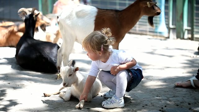 Sweet little girl in the zoo with goats