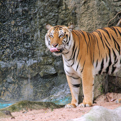 Royal Bengal tiger