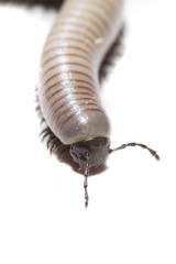 animal centipede detail isolated