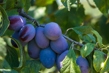 Plums on branch. Organic Ripe Plums Growing in orchard