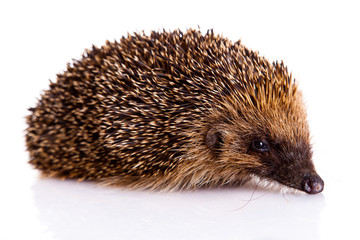 hedgehog isolated on white background