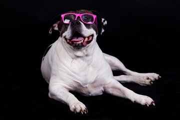 american bulldog on black background glasses hair