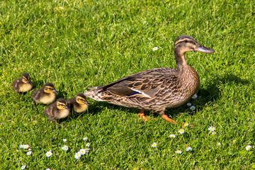 duck with ducklings.walk in city