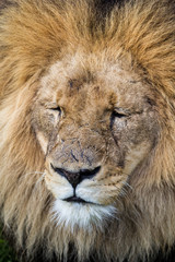 Lion headshot