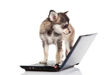 chihuahua isolated on white background