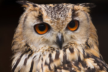 Eagle owl close up portrait