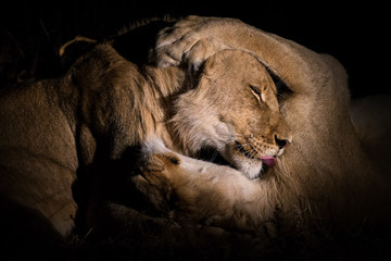 Fototapeta na wymiar Male & Female lion cuddle