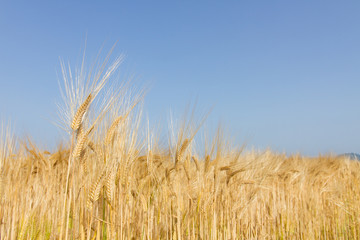 field of barley