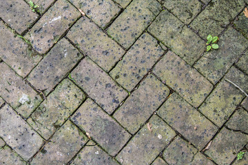 Obraz premium old tiles at the sidewalk with plants in the joints