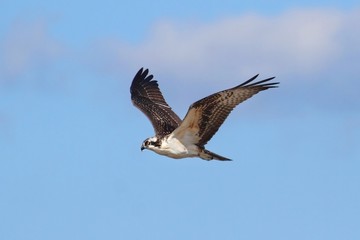 Osprey (pandion haliaetus)