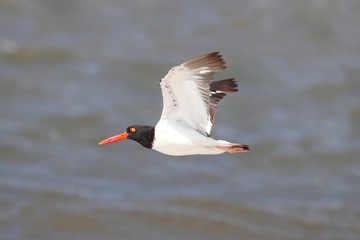 American Oystercatcher (Haematopus palliatus)