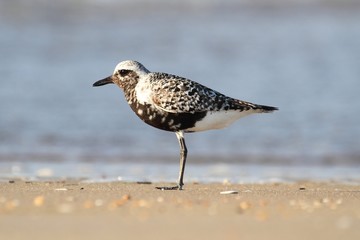 Black-bellied Plover (Pluvialis squatarola)