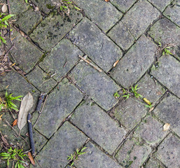 Obraz premium old tiles at the sidewalk with plants in the joints