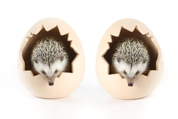 african pygmy hedgehog