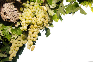 Vine with grapes on white background